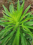 小蓬草