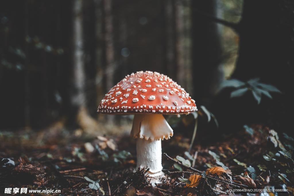蘑菇  森林一角 唯美  图片