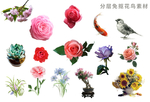 高清免抠花鸟素材