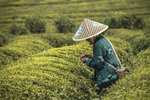 采茶茶园自然生态背景素材