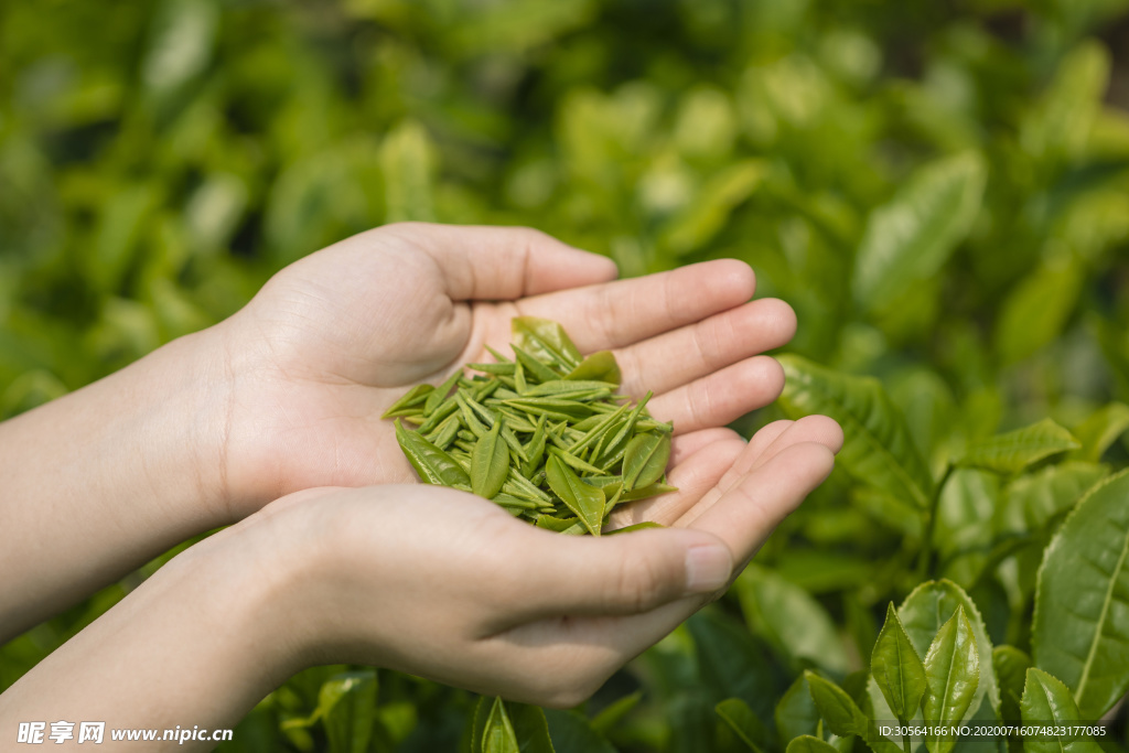 采茶茶叶绿色清新生态背景素材