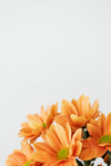 鲜花