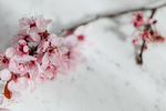 鲜花