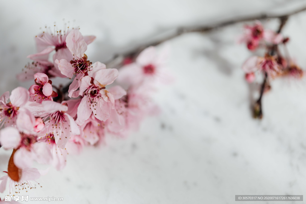 鲜花