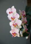 鲜花