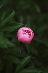鲜花