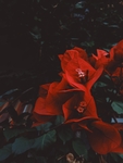 鲜花