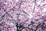 鲜花