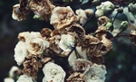 鲜花