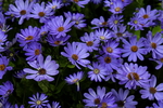 鲜花