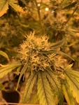 植物