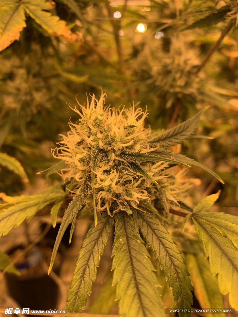 植物