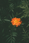 鲜花