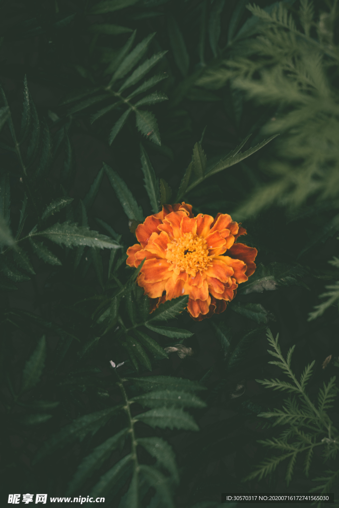 鲜花