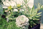 植物
