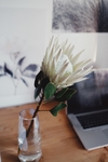 鲜花