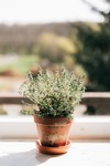 植物