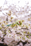 鲜花
