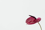 鲜花