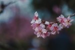 鲜花