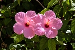 鲜花