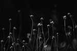 植物