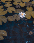 鲜花