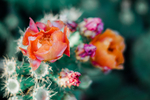 鲜花
