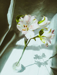 鲜花