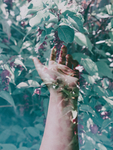 植物