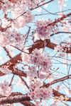 鲜花