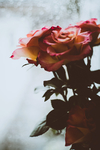 鲜花