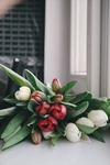 植物
