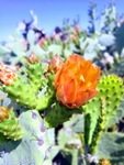 植物