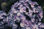 鲜花