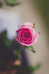 鲜花
