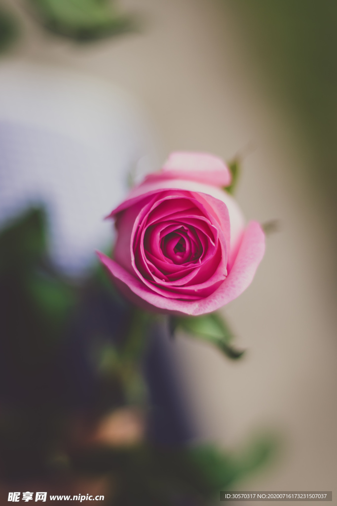 鲜花
