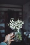 植物