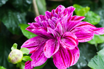 鲜花