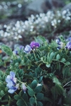 植物