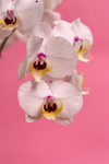 鲜花