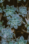 植物