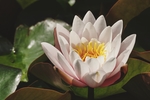 鲜花