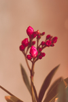 鲜花