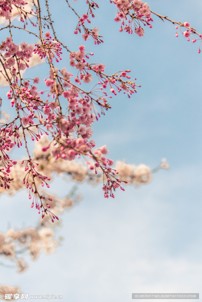 鲜花