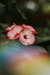 鲜花