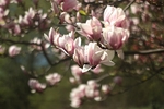 鲜花