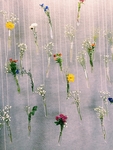 鲜花