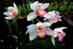鲜花