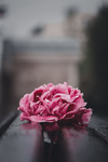 鲜花